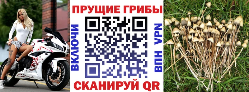 OMG зеркало  Амурск  Псилоцибиновые грибы Psilocybine cubensis 