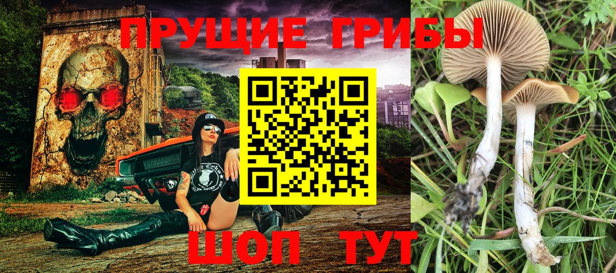 Псилоцибиновые грибы Psilocybe Амурск