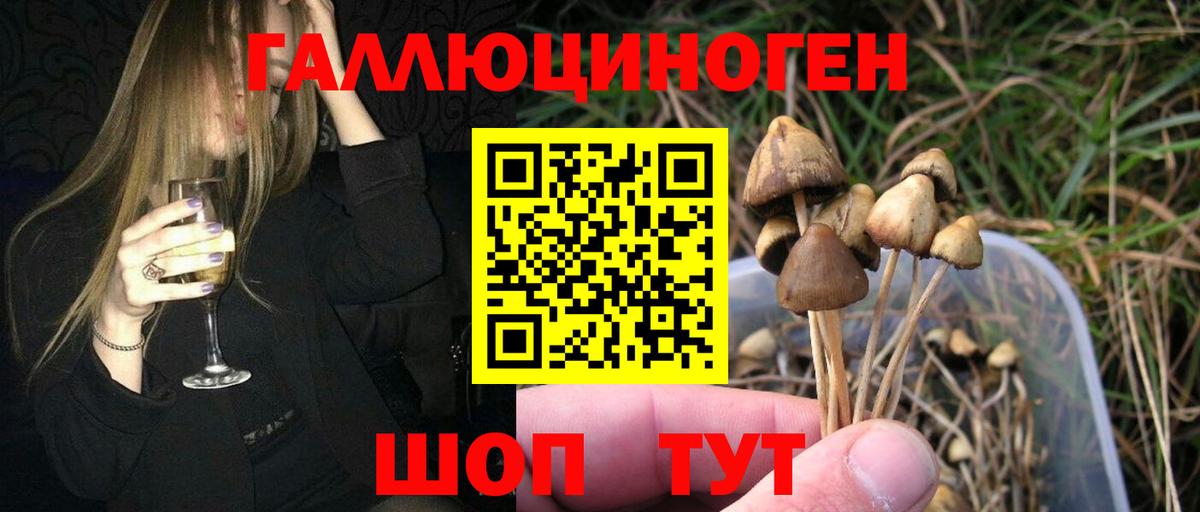 купить закладку  Амурск  Псилоцибиновые грибы мицелий 